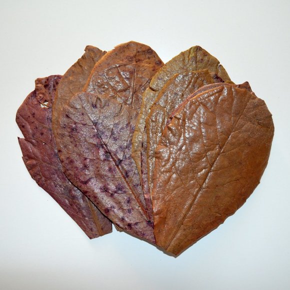 15 Large Indian Almond Leaves 6''-8'' for freshwater shrimp & betta fish - Picture 1 of 4